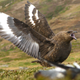 Illustration for article titled Skuas Are Cool
